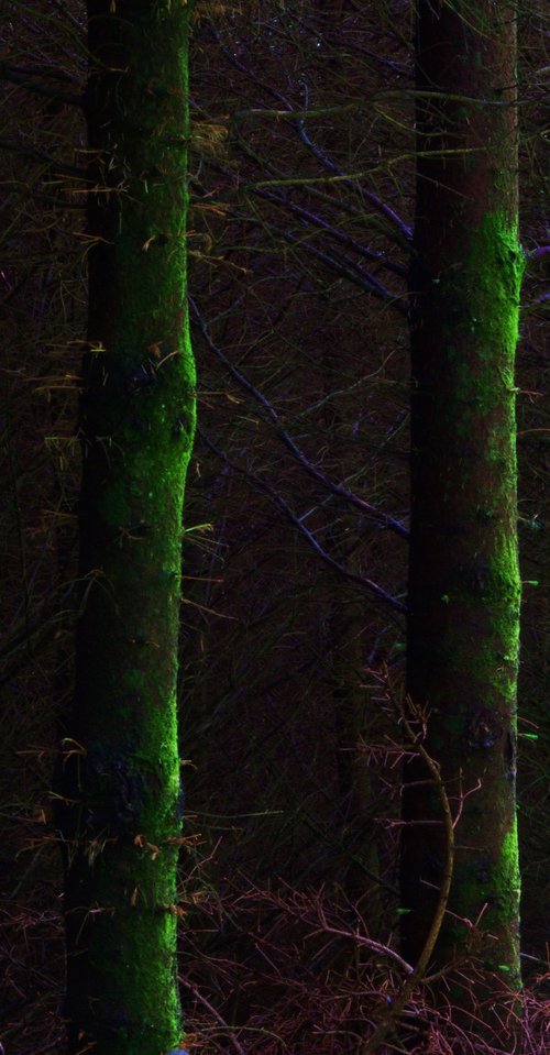 Dark Forest by oconnart