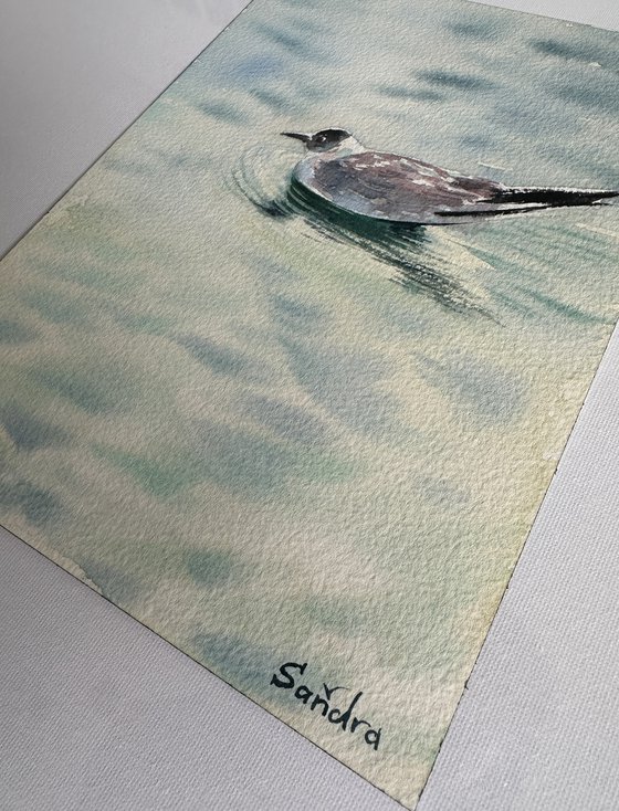 Seagull and the Sound of Water