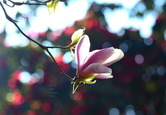 " Magnolia Dawn "