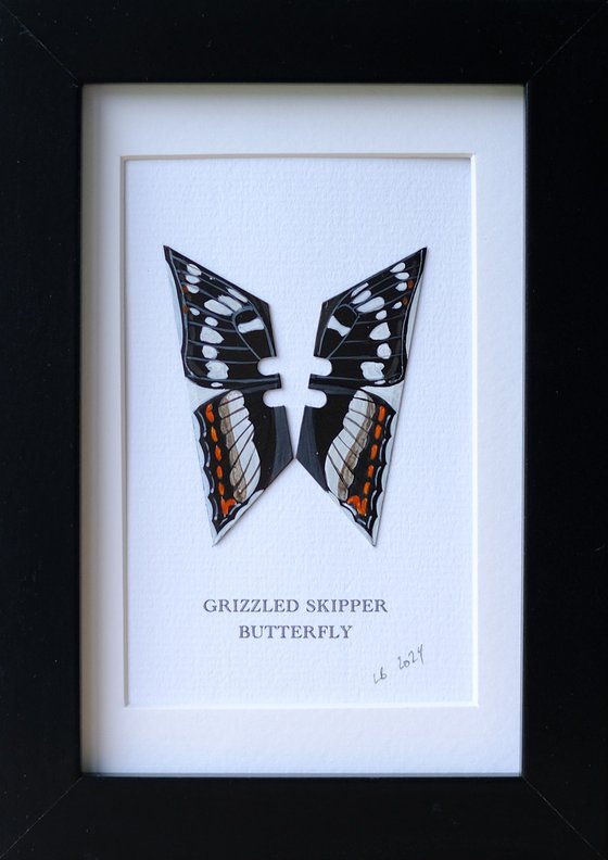 Grizzled skipper butterfly