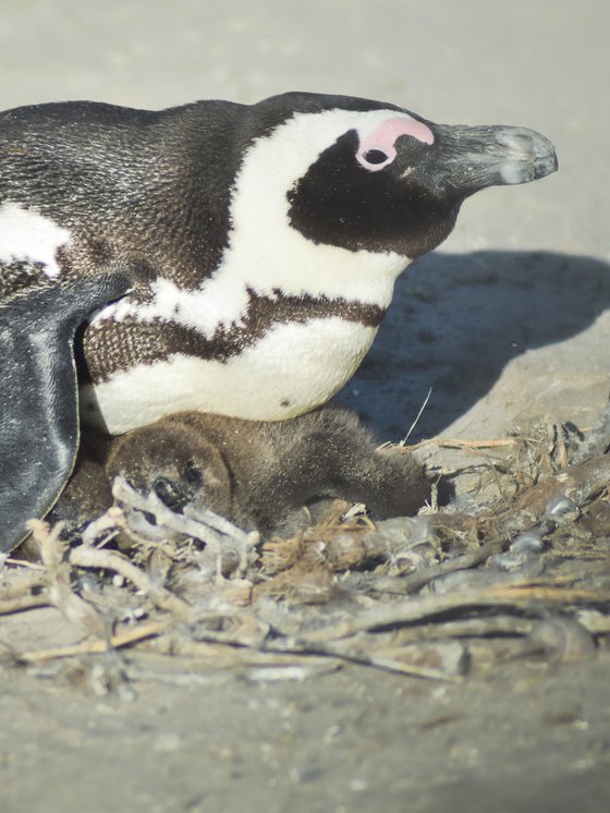 SMALL PINGUIN