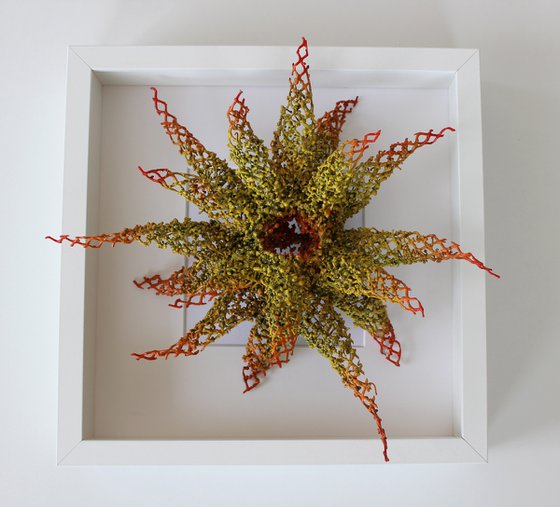 "Free Swimming Sea Lily"