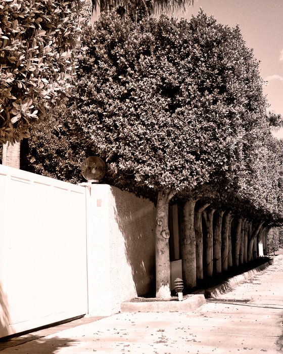 PRETTY TREES IN A ROW