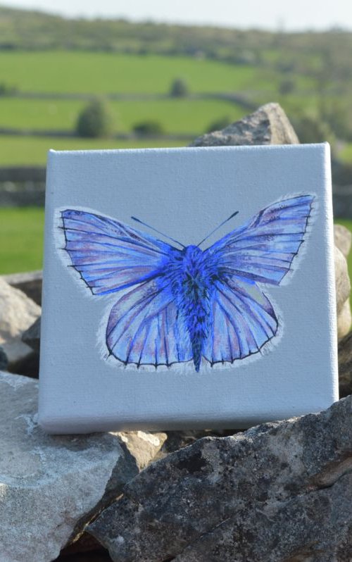 Adonis Blue Butterfly by Gemma Duffield