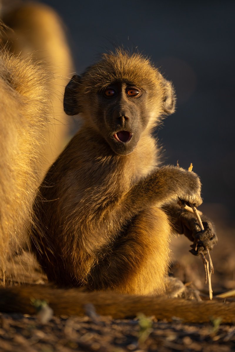 Photorealistic Animal Photograph By Nick Dale, 38 X 53", Oh!, Original Artwork