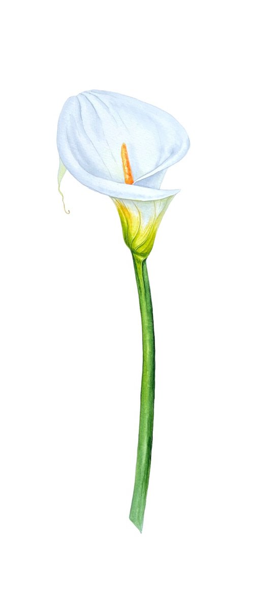 Zantedeschia white. by Nataliia Kupchyk