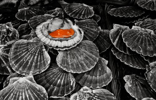 Scallops by Ron Colbroth