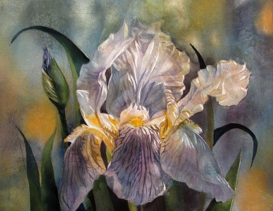 Iris in mist