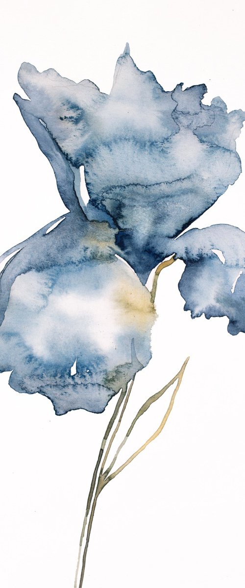 Iris No. 181 by Elizabeth Becker