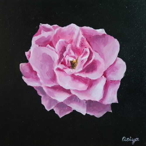 Pink Rose by Asiya Nouretdinova