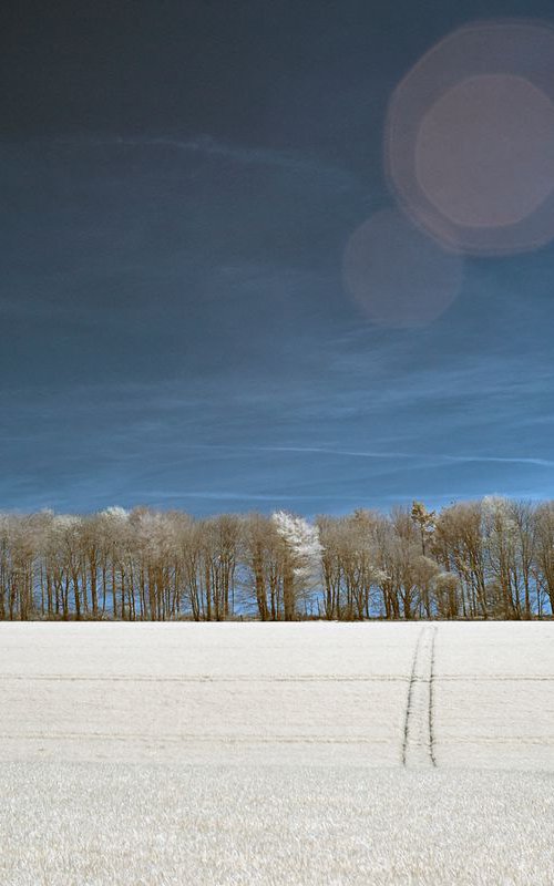 Colonnade Of Trees, Kithurst Hill by Ed Watts