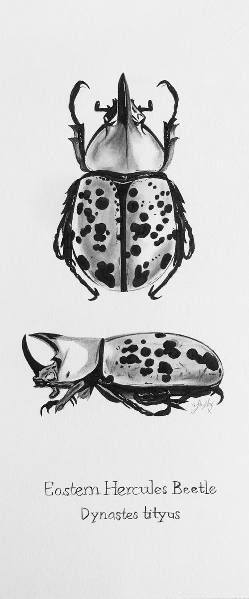 Eastern Hercules Beetle by Amelia Taylor