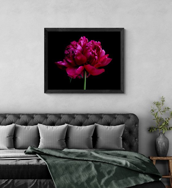 Red Peony Flower