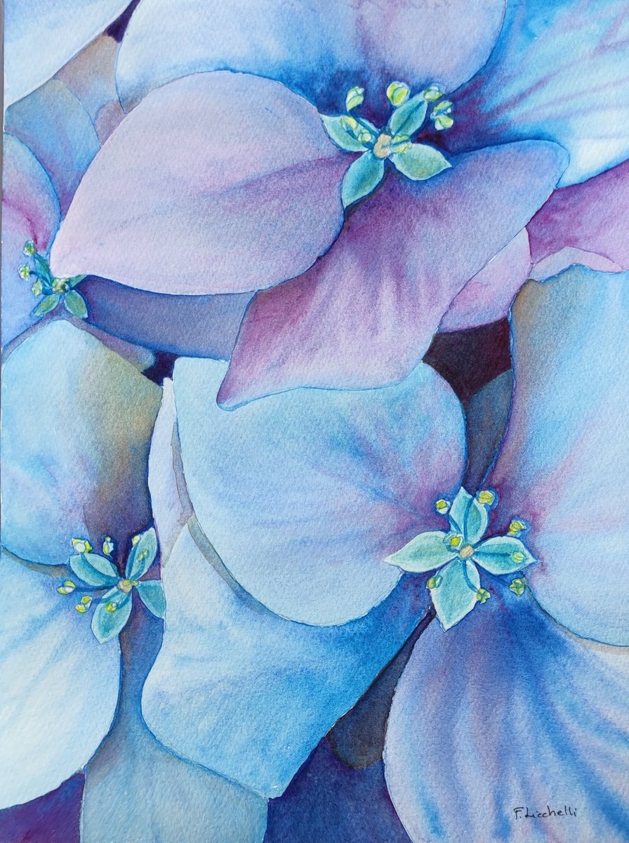 Blue hydrangea by Francesca Licchelli