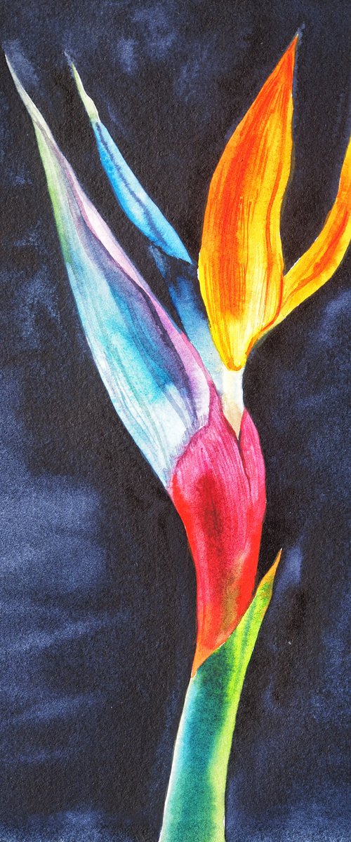 Strelitzia on blue-black velvet, vol.2 by Delnara El