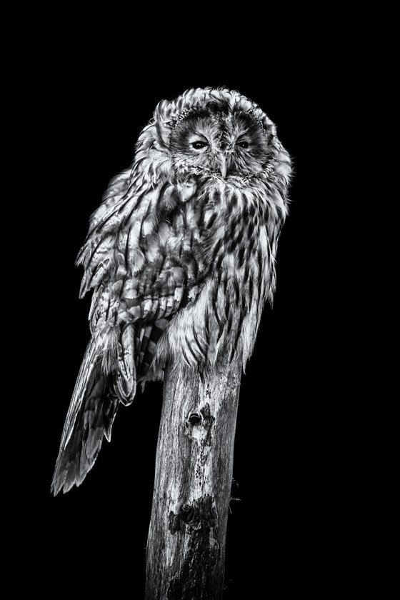 Ural Owl on a post