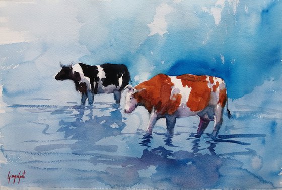 cows