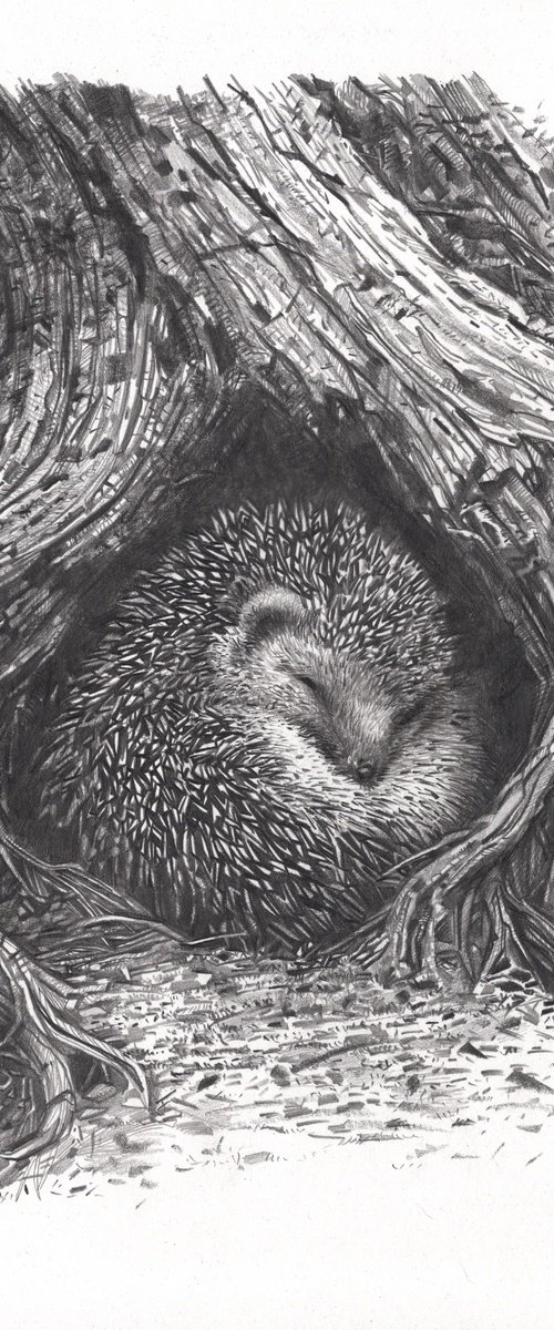 Hedgehog Among the Roots by Daria Maier