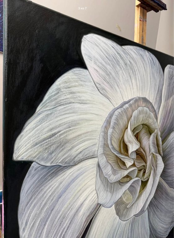 White Camellia Bloom