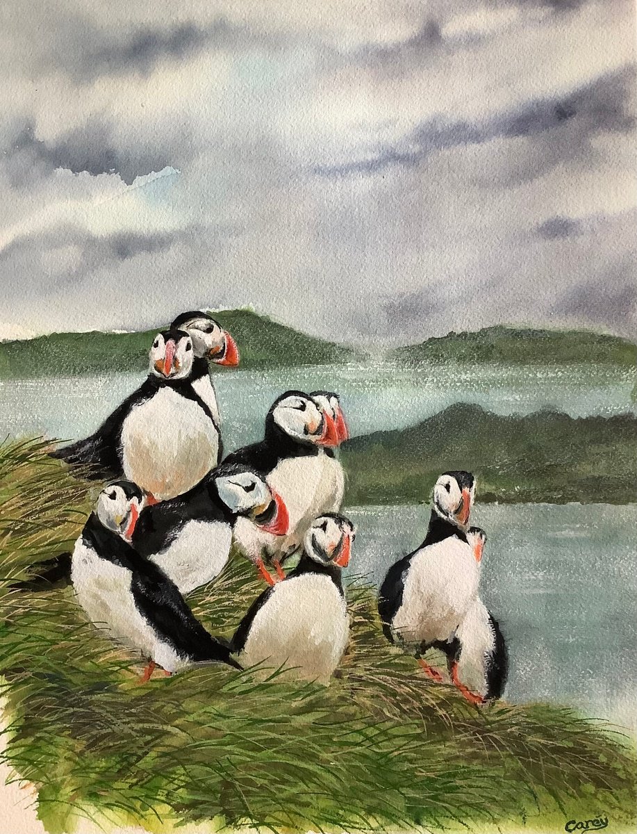 Puffins by Darren Carey