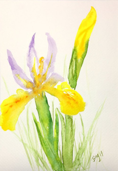 Yellow Irises by Jing Tian