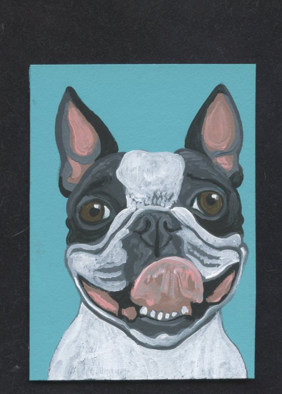 Boston Terrier