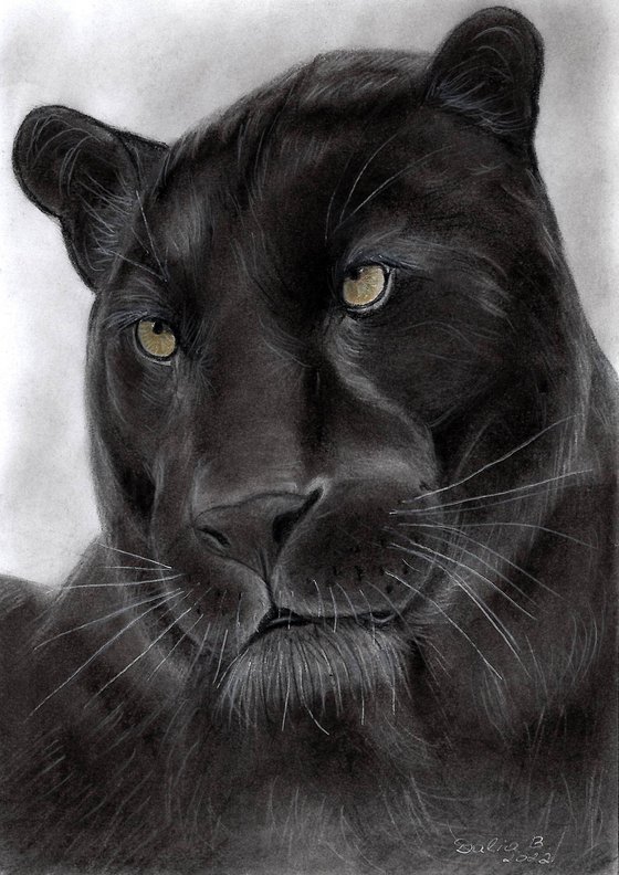 Panther Charcoal drawing by Dalia Binkiene | Artfinder