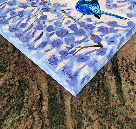 Blue Wrens in Jacaranda