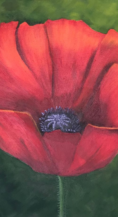 Red Poppy by JANE  DENTON