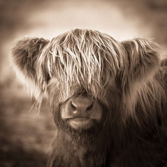 Scottish Highland Cow