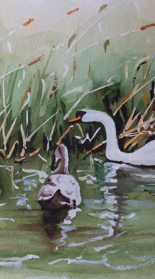 Swan Family on Basingstoke Canal by David Harmer
