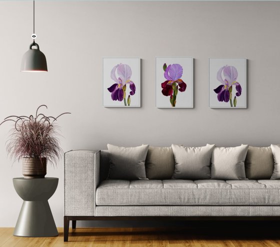 Iris flower spring, garden, botanical