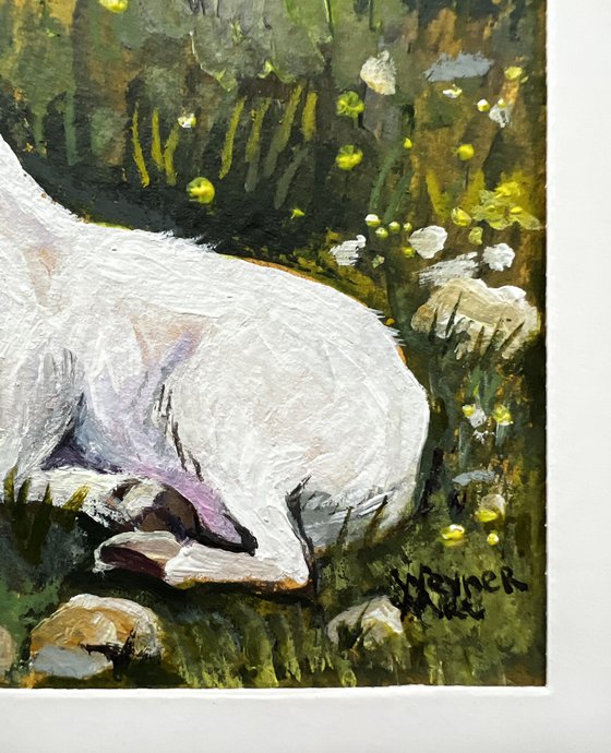Mountain goat