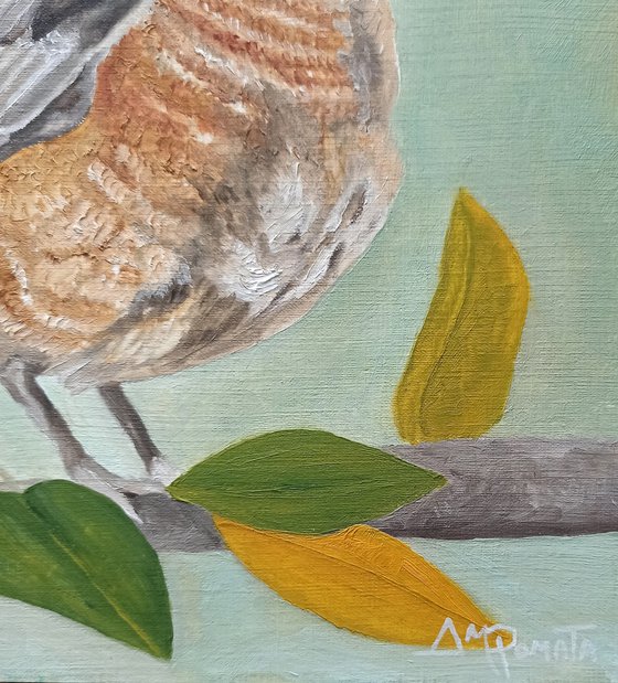 American Robin