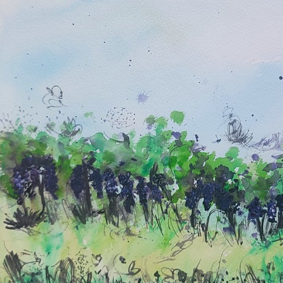 Les vignes - Watercolour