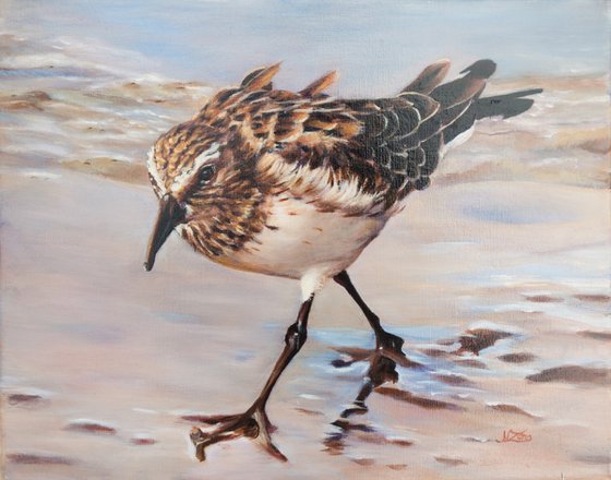 Sandpiper - Calidrisbaidii