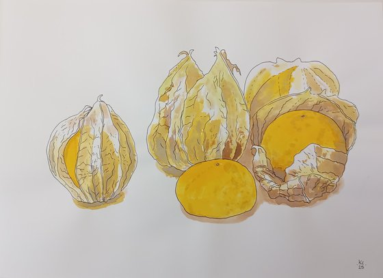 Physalis