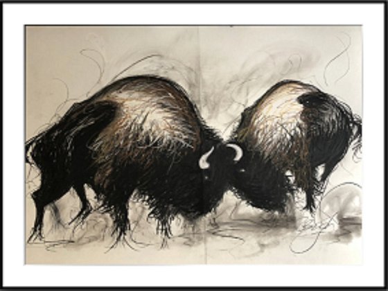 Bison In A Rumble