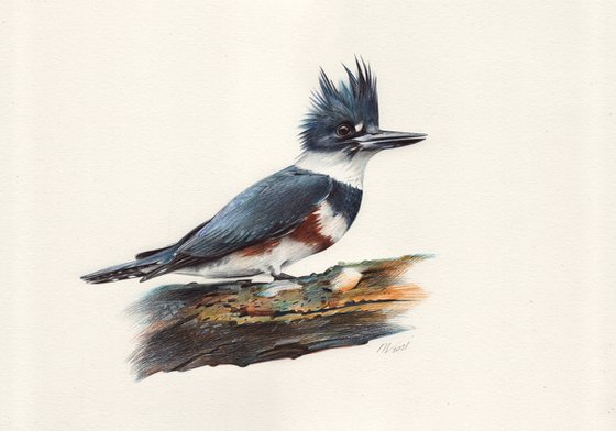 Belted Kingfisher