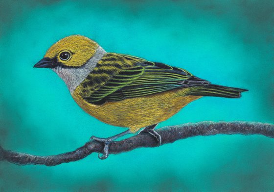 Original pastel drawing bird "Silver-throated Tanager"