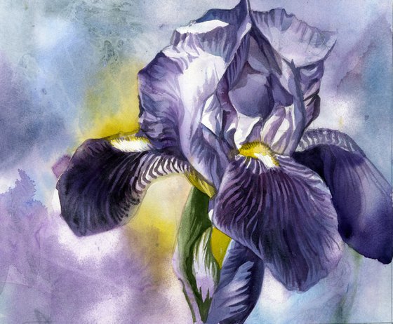 blue iris watercolor floral