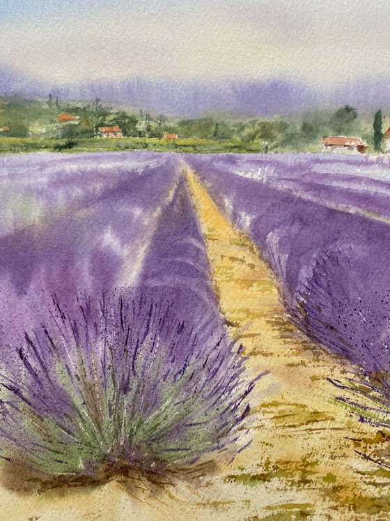 Fields of Provence