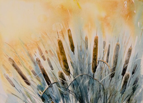 Broadleaf Cattail in the morning sun by Eve Mazur