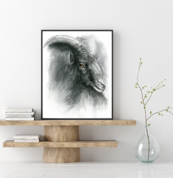 Goat portrait - Charcoal drawing