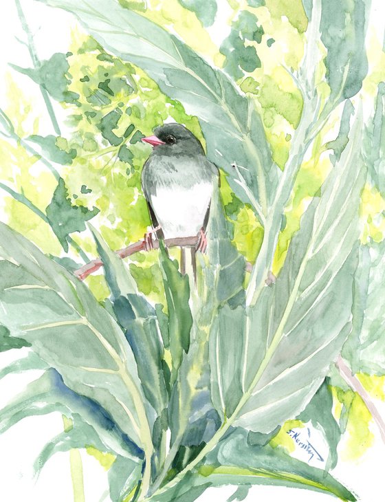 Dark Eyed Junco in the Bushes