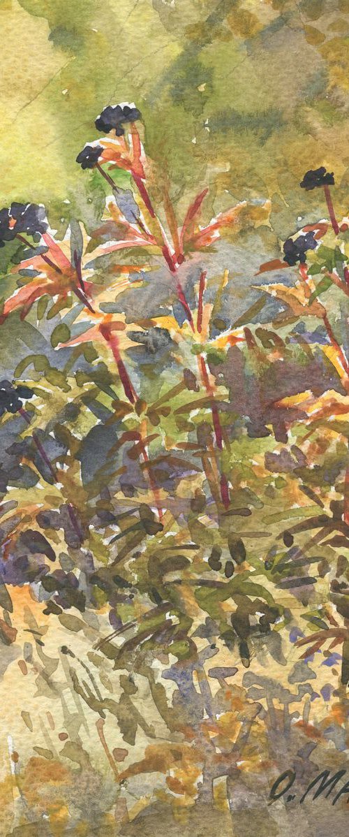 Elderberry / Watercolor study Autumn palette Wild grasses by Olha Malko