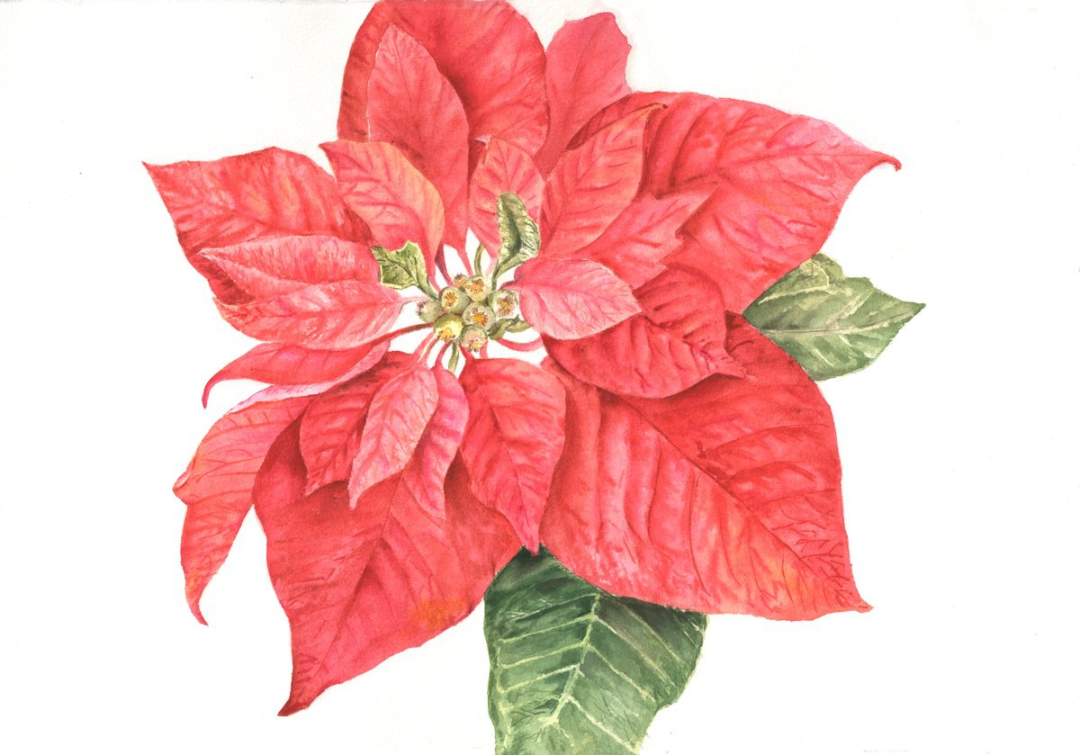 Photorealistic Watercolour , Christmas Poinsettia By Maryna Boiko, 15 X 10, Artwork For Sale On Artfinder