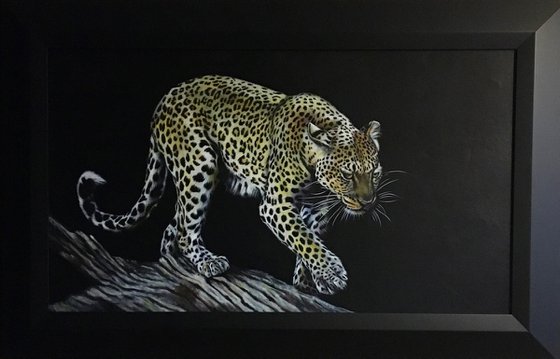 Midnight Beauty Leopard