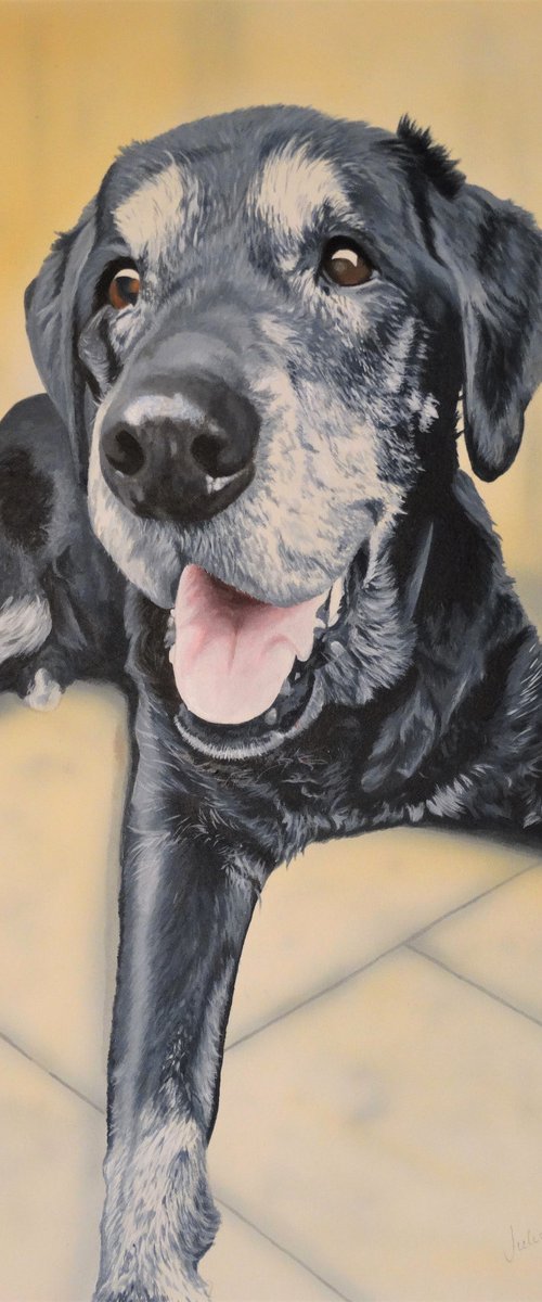 Dignified Black Labrador by Julian Wheat