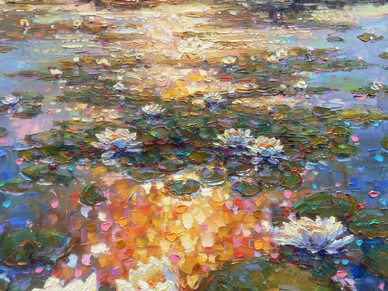 Water Lilies in Bloom